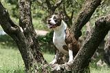 AMSTAFF ADULT 526